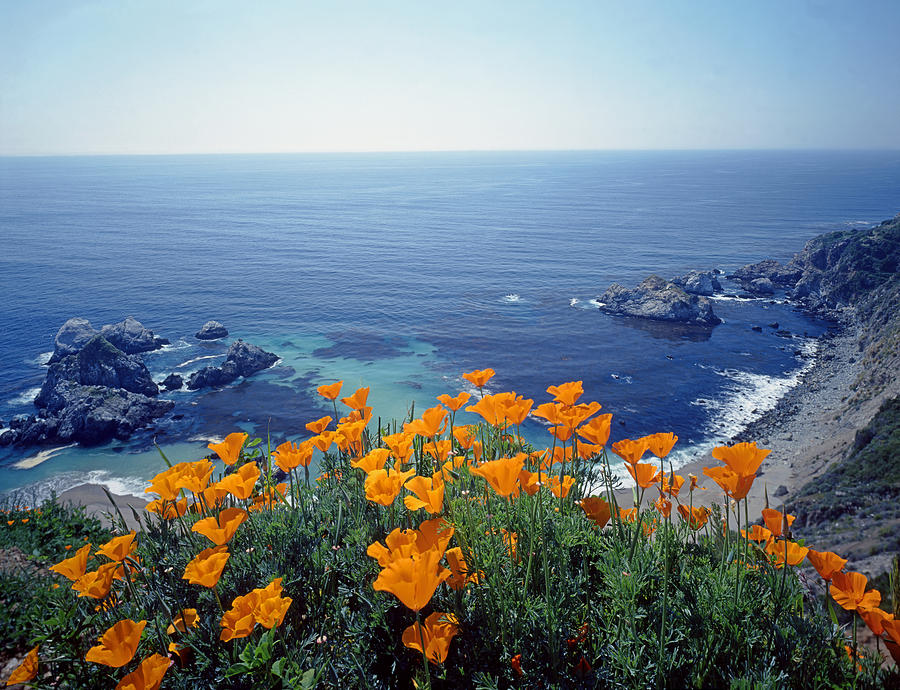 2A6219 California Poppies along Big Sur Coast Photograph by Ed Cooper