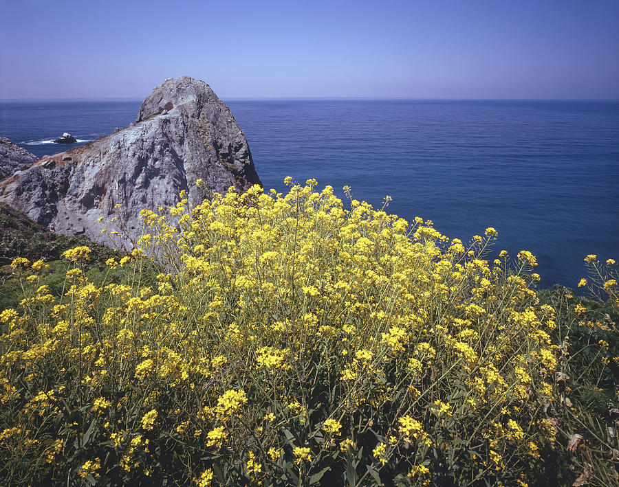 2A6220 Mustard along Big Sur Coast Photograph by Ed Cooper Photography