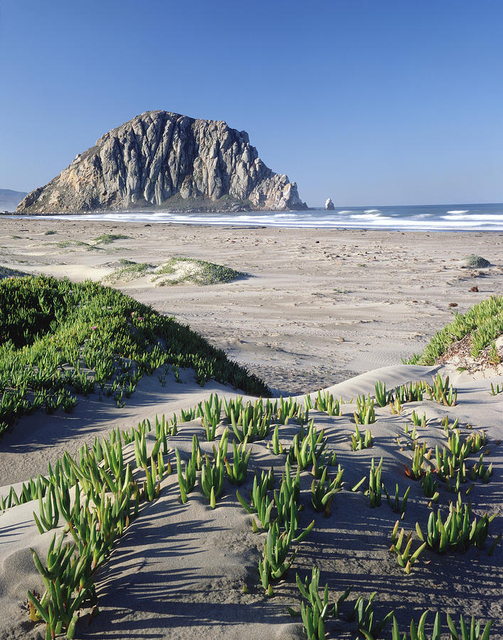 2A6226 Ice Plant at Morro Rock Photograph by Ed Cooper Photography