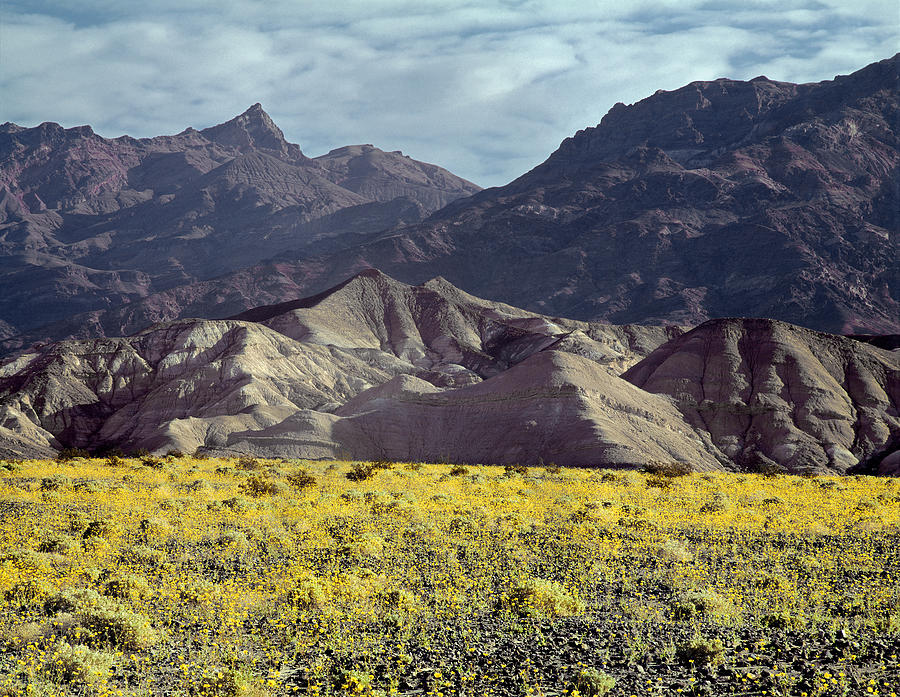 2A6840 Flowers in Death Valley 1 Photograph by Ed Cooper Photography