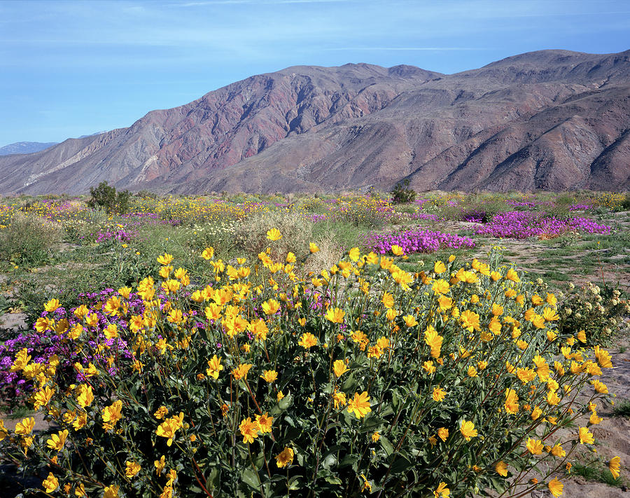 2A6995 Wildflowers in Anza Borrego Desert State Park Photograph by Ed Cooper Photography