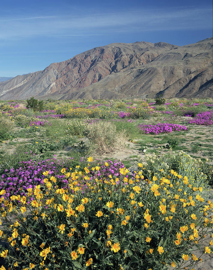 2A6996-V Wildflowers in Anza Borrego Desert State Park Photograph by Ed Cooper Photography