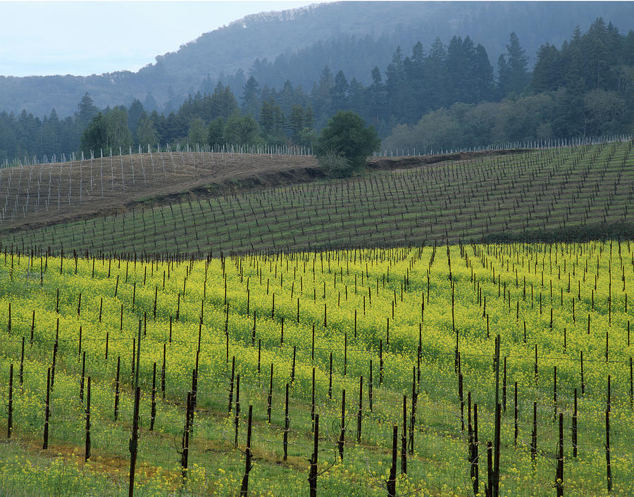 2B6320 Mustard in Vinyards Photograph by Ed Cooper Photography