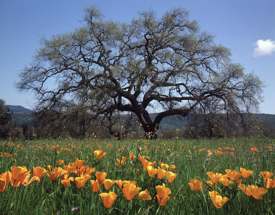 2B6346 Late Grand oak and California Poppies Photograph by Ed Cooper Photography