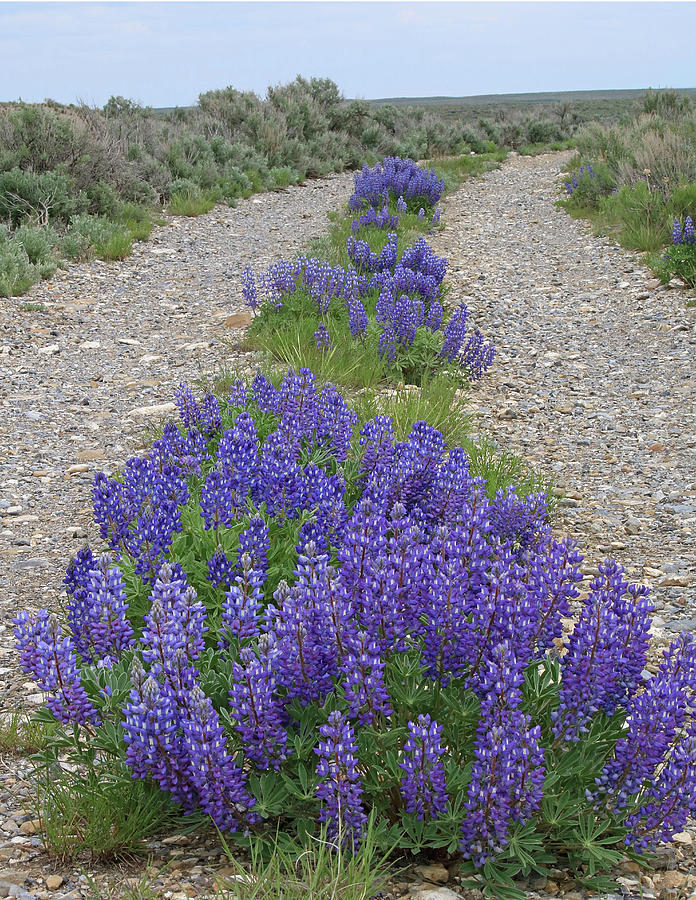 2D07705 Lupine In Old Road Photograph by Ed Cooper Photography