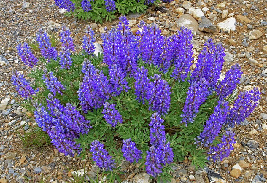 2D07706 Purple Lupine Photograph by Ed Cooper Photography