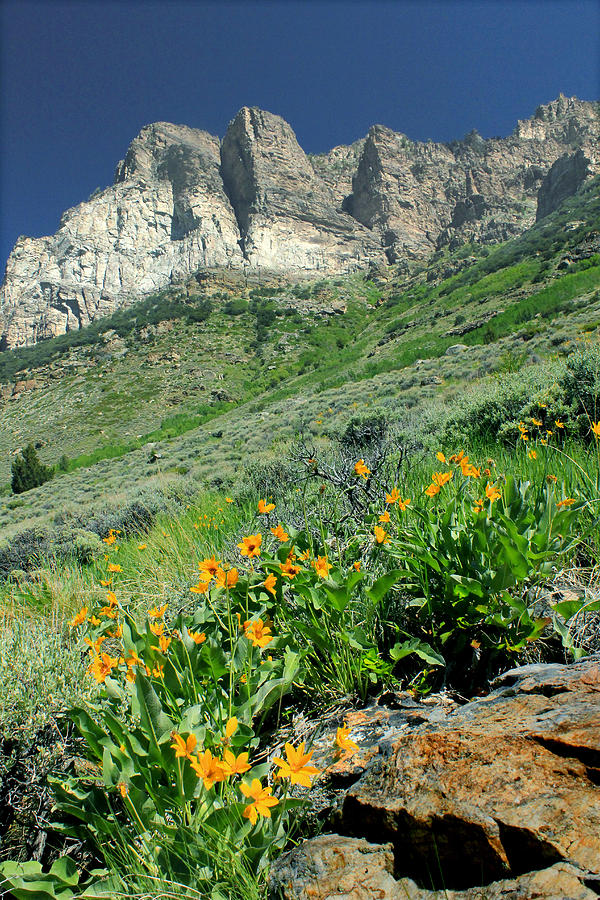 2D11120 Ramparts and Wildflowers Photograph by Ed Cooper Photography