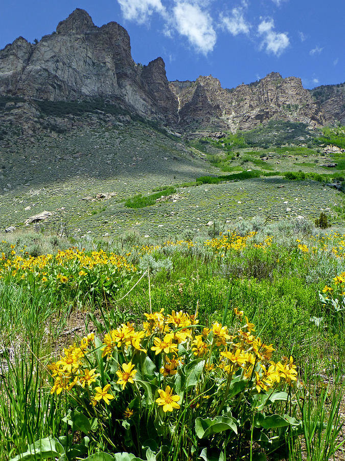 2D11127-DC South Wall and Wildflowers Photograph by Ed Cooper Photography