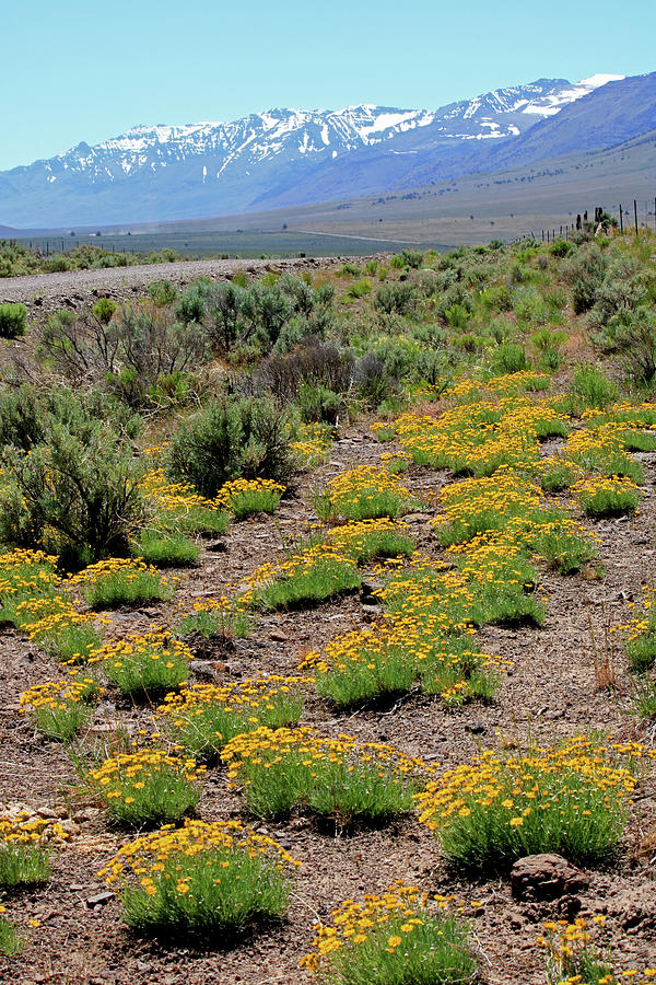 2DA5918 Spring Flowers and Steens Mountain Photograph by Ed Cooper Photography