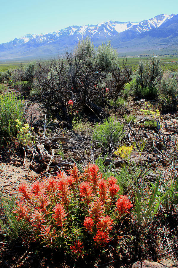 2DA5920 Paintbrush and Steens Mountain Photograph by Ed Cooper Photography