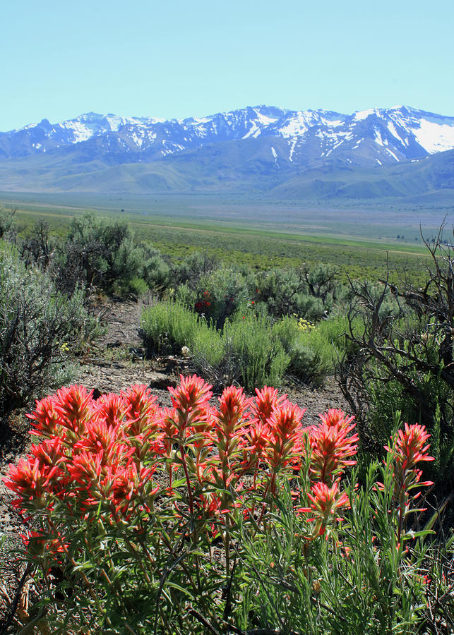 2DA5921 Paintbrush with Steens Mountain Photograph by Ed Cooper Photography