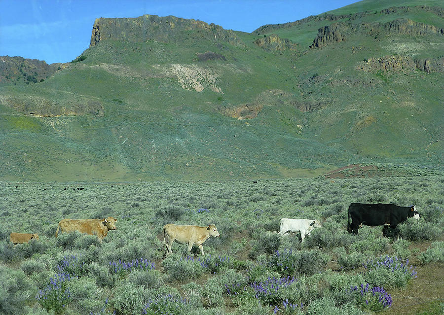 2DA5946-DC Cattle on Steens Mountain Photograph by Ed Cooper Photography