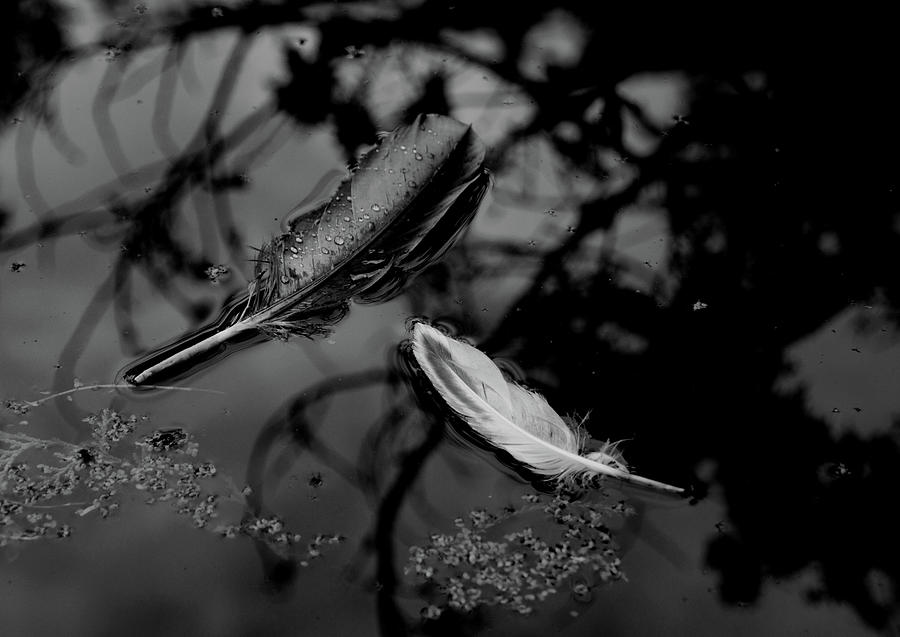 On the Surface - bw Photograph by Marilyn Wilson