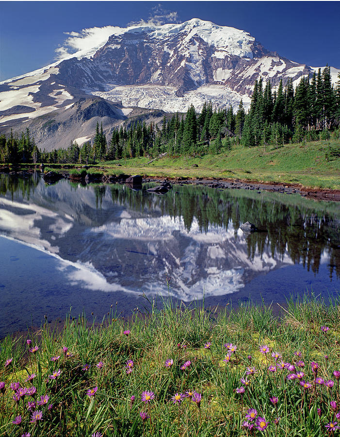 2M4861 Mt. Rainier Reflect and Wildflowers Photograph by Ed Cooper Photography