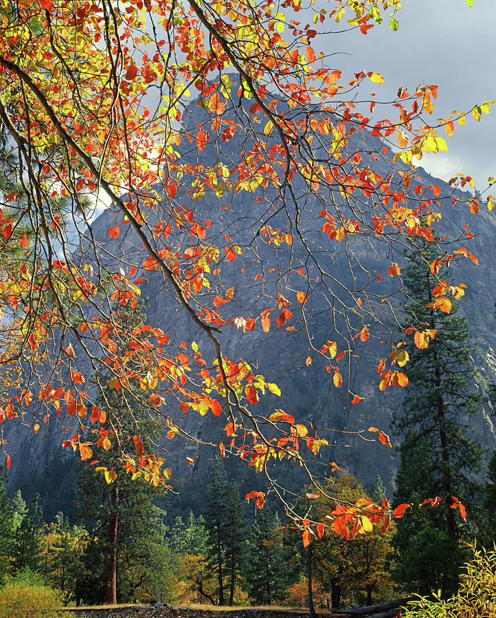 2M6701 Fall Colors in Yosemite Photograph by Ed Cooper Photography