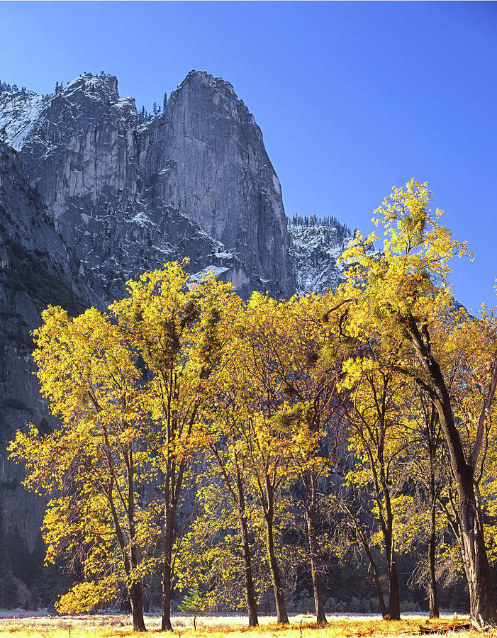 2M6705 Sentinel Rock in Autumn Photograph by Ed Cooper Photography