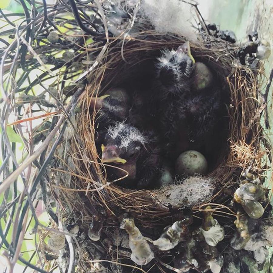 Babybird Photograph - 2nd Set Of Babies #birdsnests #babybirds by Joan McCool