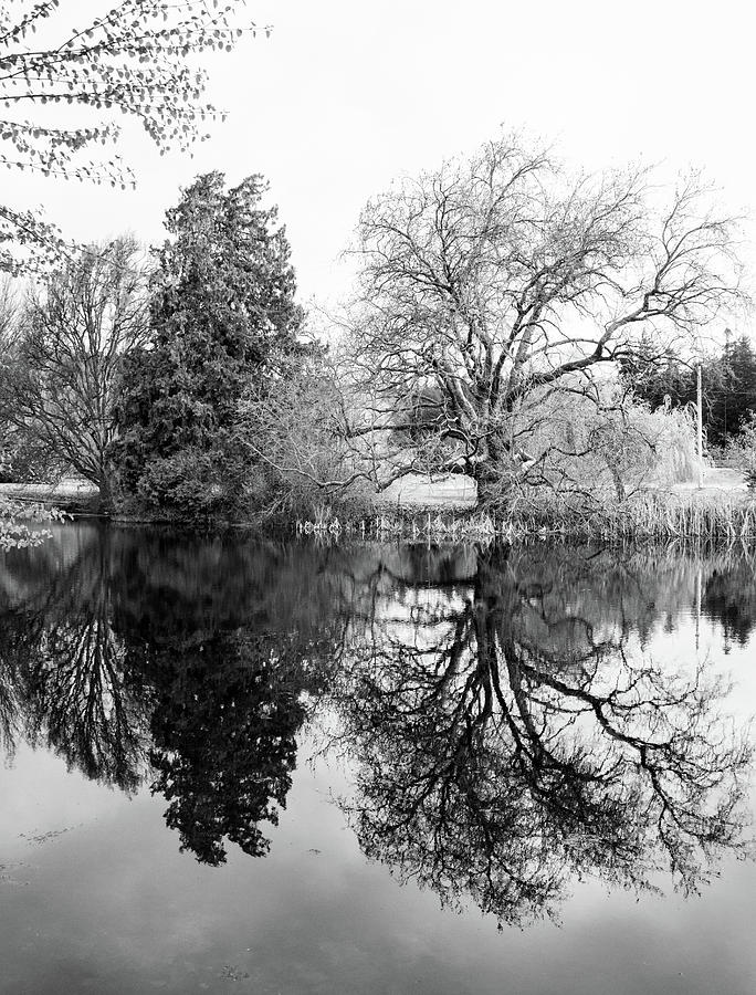 Two Trees Reflected - bw Photograph by Marilyn Wilson