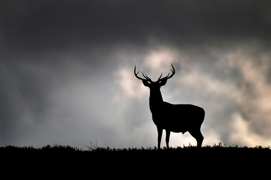  Stag silhouette #3 Photograph by Gavin Macrae