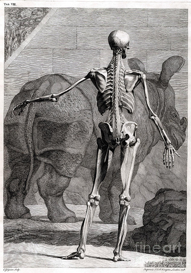 18th Century Anatomical Engraving #3 Photograph by Science Source