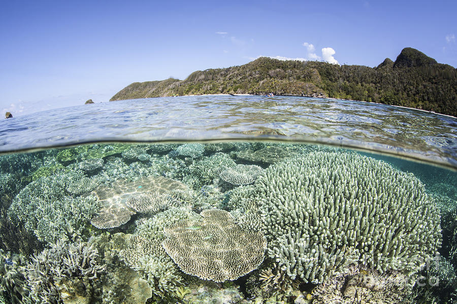 A Beautiful Coral Reef In Raja Ampat Photograph
