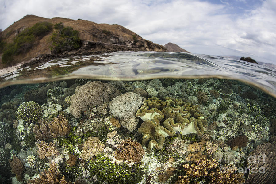 A Beautiful Reef Grows In Komodo #3 Photograph by Ethan Daniels