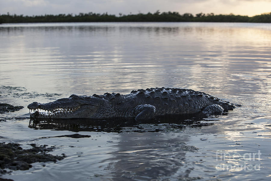 A Large American Crocodile Surfaces Photograph