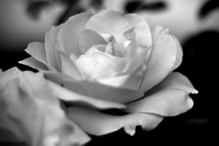 A Rose Photograph