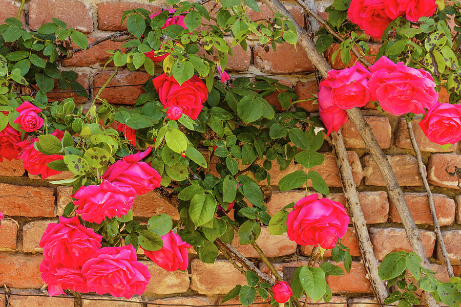 A Roses Climb On A Brick Wall Photograph by Susanna Mattioda Fine Art