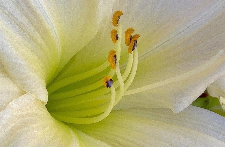 Lily Photograph - A Touch of Elegance #5 by Bruce Bley