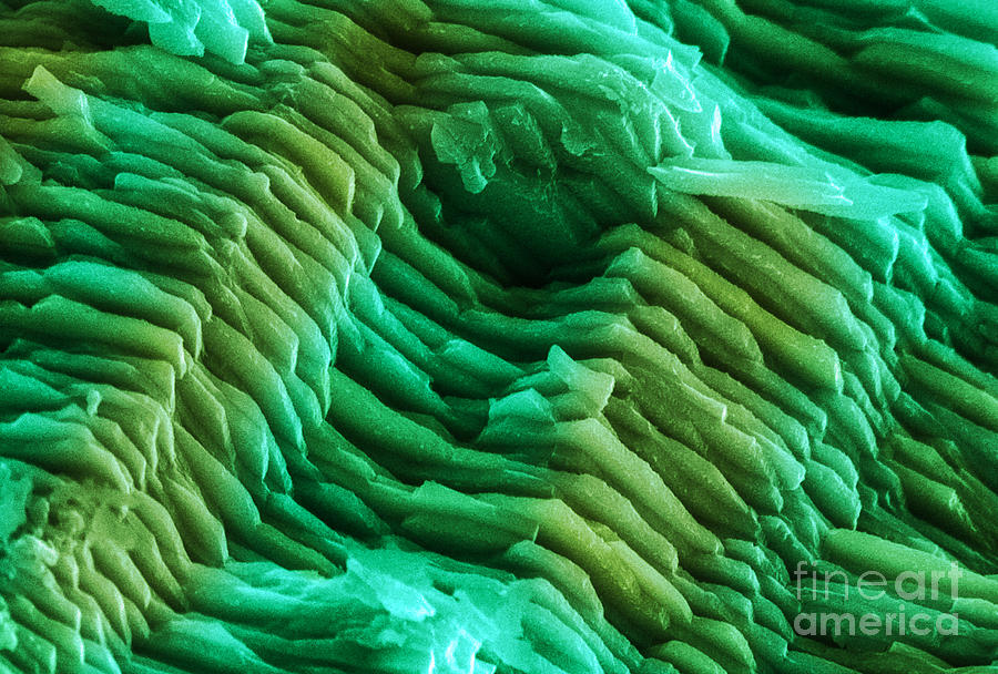 Abalone Shell, Sem #3 Photograph by Ted Kinsman