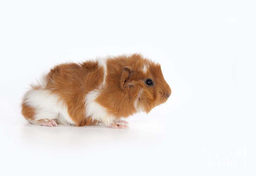 Abyssinian Guinea Pig #3 Photograph by Anthony Totah