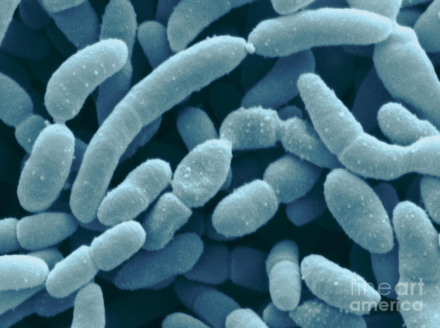 Acetobacter Aceti Bacteria #3 Photograph by Scimat