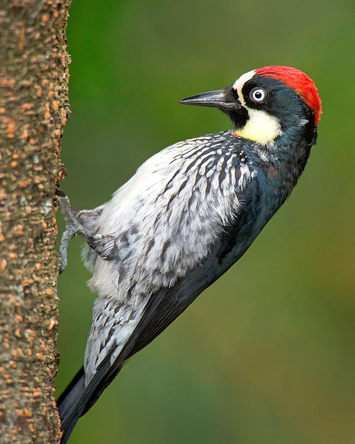 Wildlife Photograph - Acorn Woodpecker Melanerpes #3 by Panoramic Images