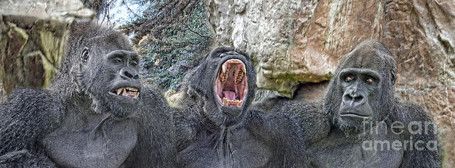 Wildlife Photograph - 3 Adult Male Gorillas by Jim Fitzpatrick