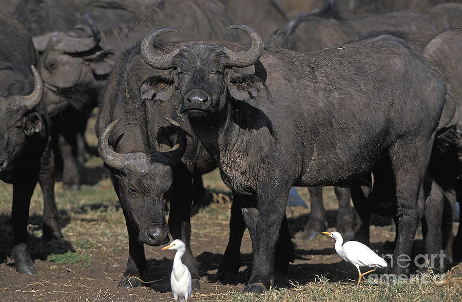 African Buffalo Syncerus Caffer #3 Photograph by Gerard Lacz