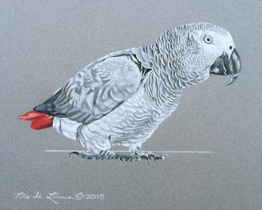 Parrot Drawing - African Grey Parrot  #3 by Pio De Lima