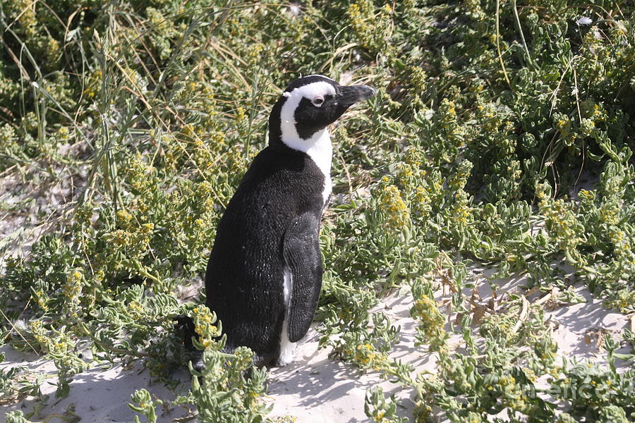 African Penguin #3 Photograph by Bev Conover