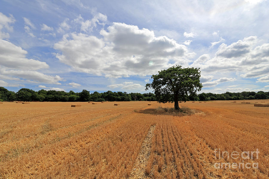 After the Harvest UK #4 Photograph by Julia Gavin