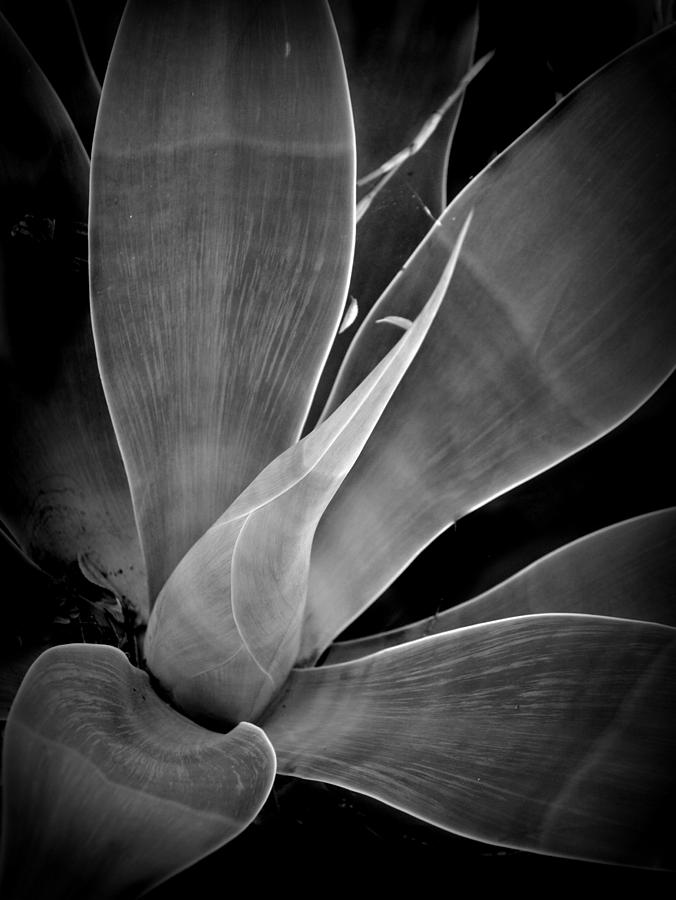 Agave Plant #3 Photograph by Nathan Abbott