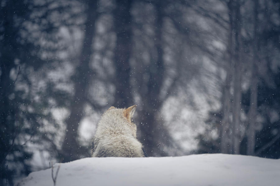 Alaska Tundra Wolf #3 Photograph by Scott Slone
