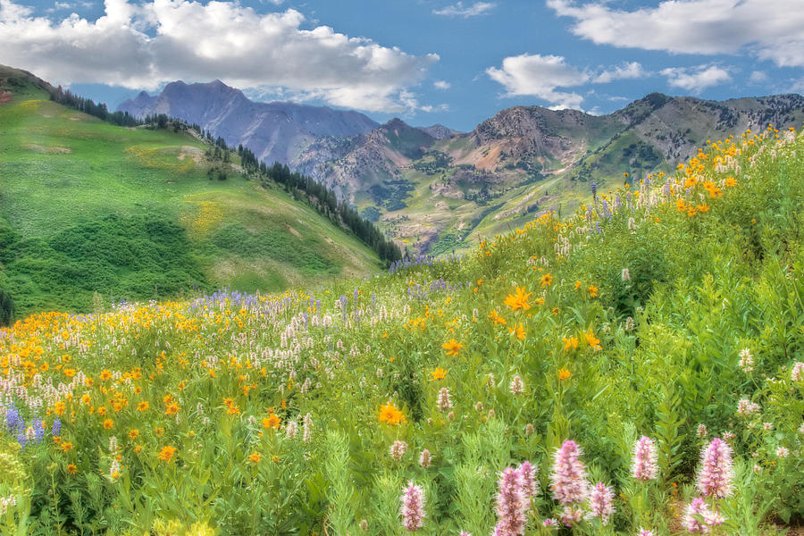 Albion Basin Wildflowers #3 Photograph by Douglas Pulsipher