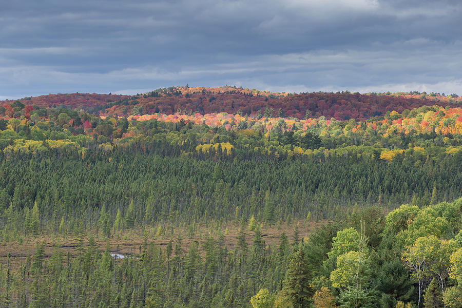 Algonquin Park in fall #3 Photograph by Josef Pittner