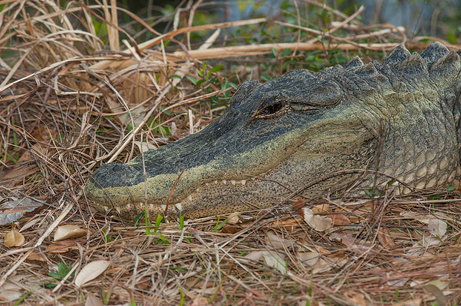 Alligator #3 Photograph by Joye Ardyn Durham