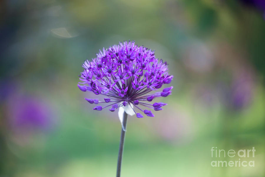 Allium #3 Photograph by Kati Finell