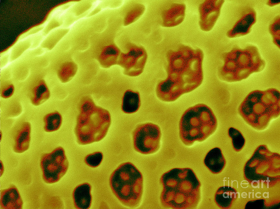 Science Photograph - Aloe Vera Pollen, Sem #5 by Scimat