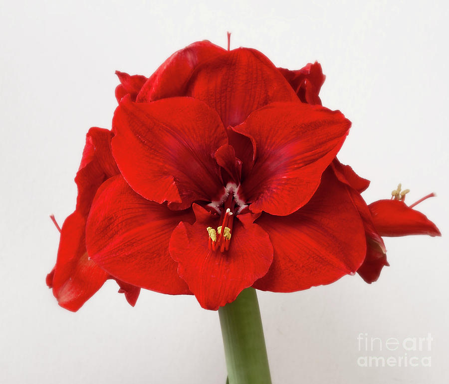 Amaryllis Merry Christmas #3 Photograph by Ann Jacobson