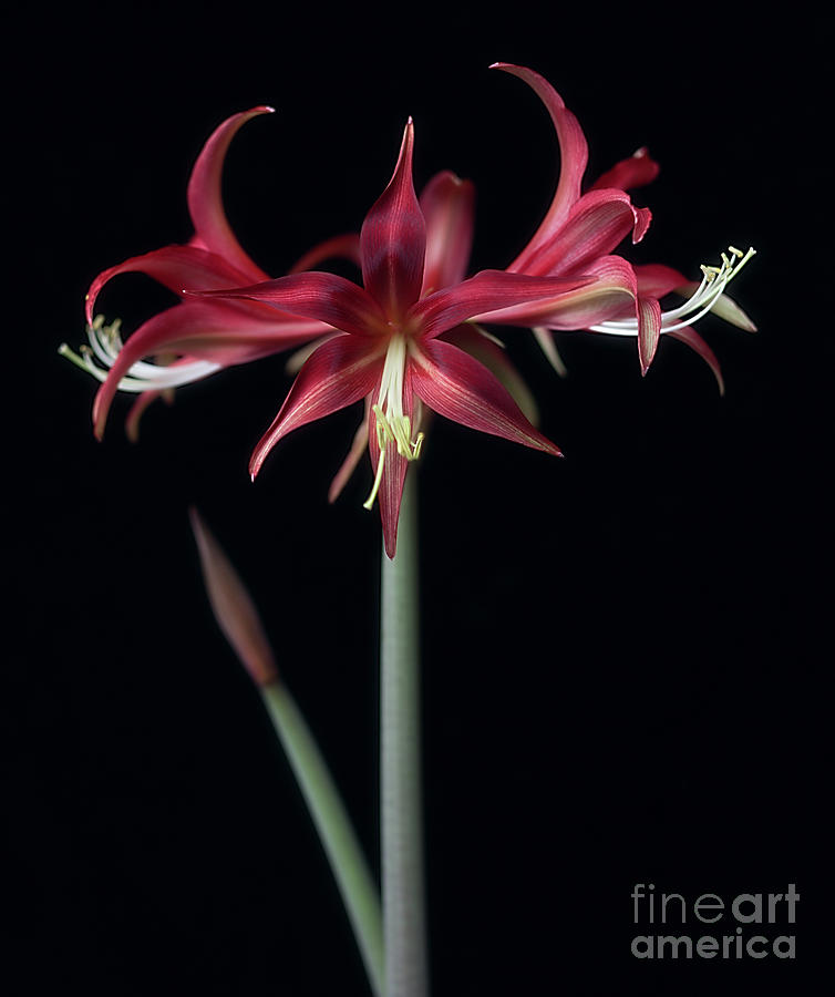 Amaryllis Quito #4 Photograph by Ann Jacobson