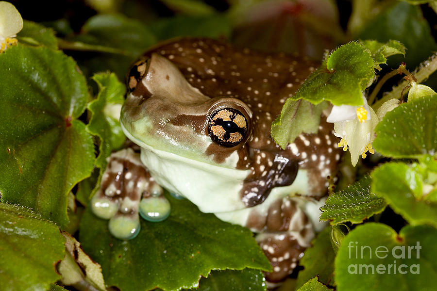Amazon Milk Frog #3 Photograph by Gerard Lacz