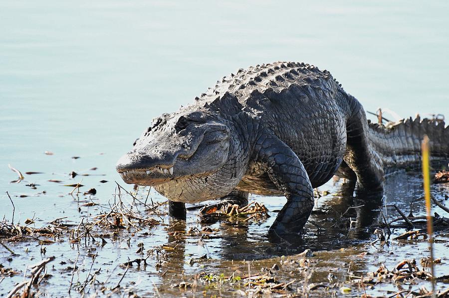 American Alligator #3 Photograph by David Campione
